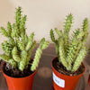 3.25” Opuntia NOID