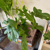 6" Philodendron Bippenifolium