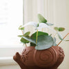 Rakshana Snail Planter