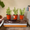 3.25” Opuntia NOID