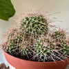 6” Mammillaria Polythele Sp.