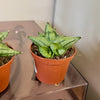 2.5” Sansevieria Bonji
