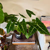 6” Alocasia Frydek