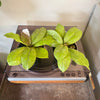 4” Hoya Mitrata Splash