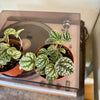 4” Peperomia Burbella
