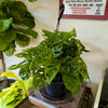 8”HB Adansonii ‘Swiss Cheese’ Wide