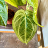 4” Syngonium Macrophyllum 'Ice Frost'