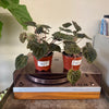 4" Peperomia Ripple ‘Dark Beauty’