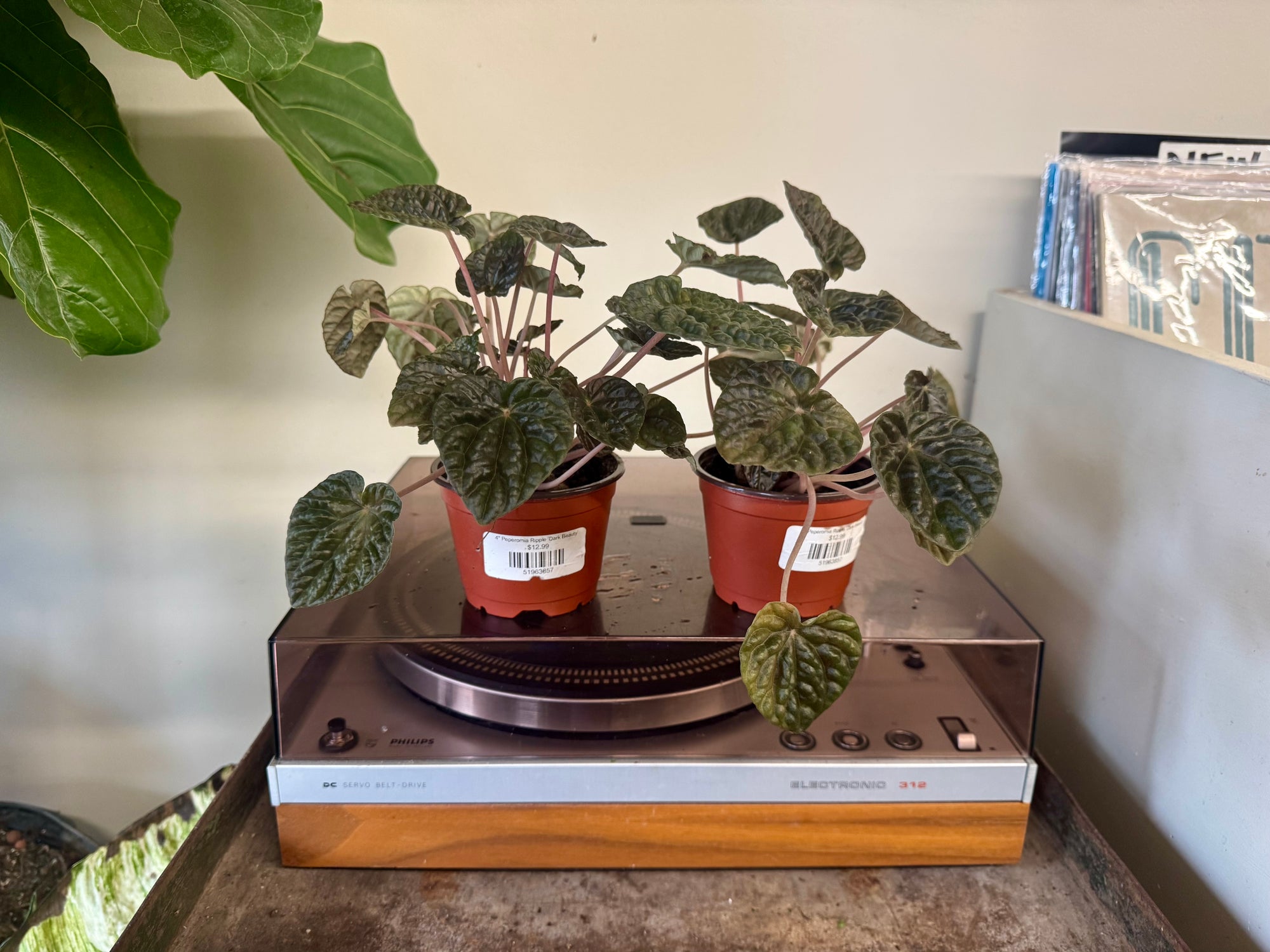 4" Peperomia Ripple ‘Dark Beauty’
