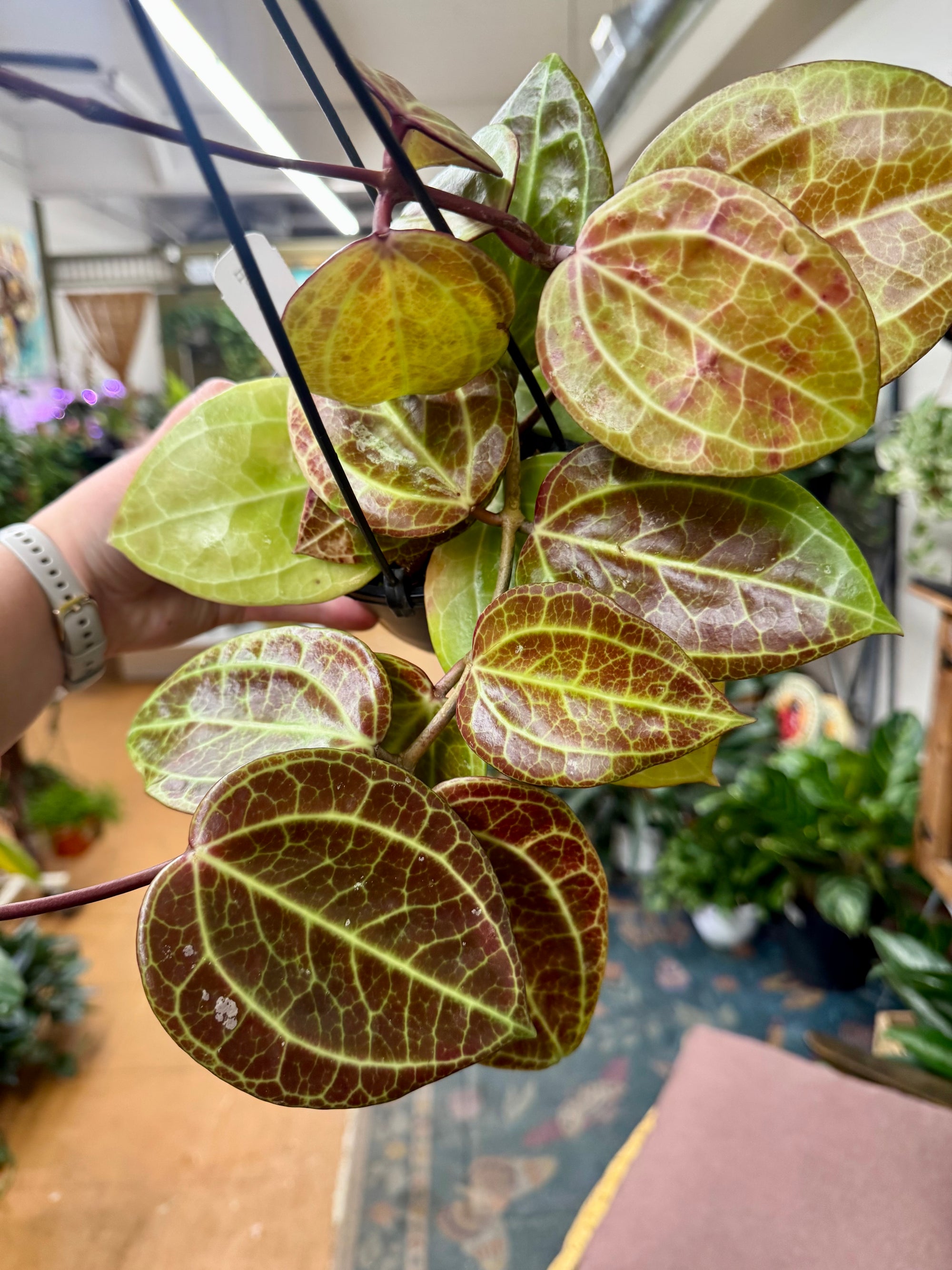 5”HB Hoya Latifolia 'Sarawak'