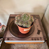 6” Mammillaria Polythele Sp.