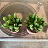 2.5” Haworthia Turgida