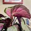 6” Calathea Rosy (Pale)