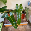 6” Philodendron Billietiae Black