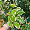 4” Hoya Queen