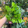 4" Global Green Pothos
