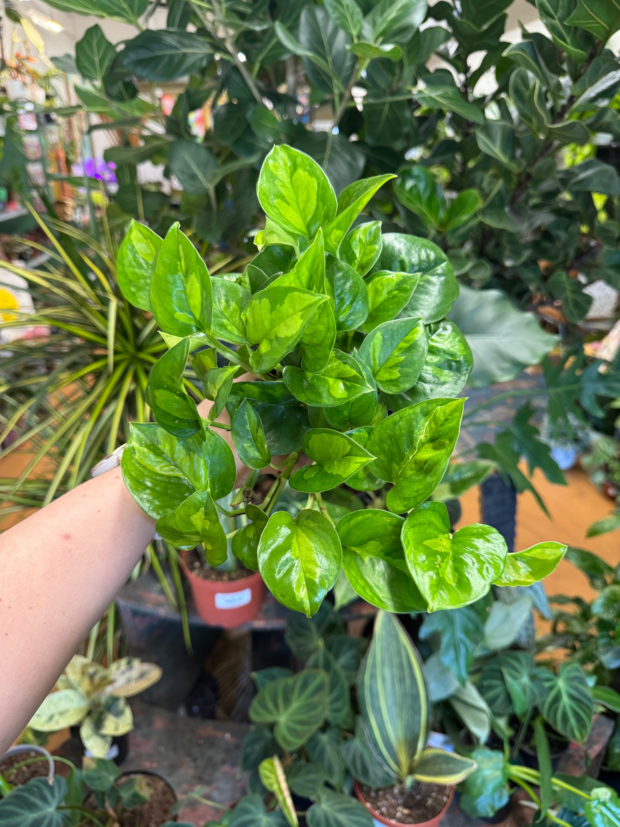 4" Global Green Pothos