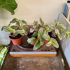 4” Tradescantia Bubblegum