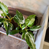 4” Philodendron White Princess