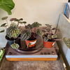 4” Peperomia Ripple "Emerald"