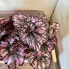 5” Begonia Rex ‘Cumbia’
