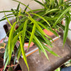 6” Ficus Ali