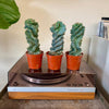 3.25” Cereus Spiral