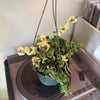 6”HB Variegated Hoya Compacta