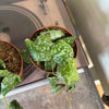 4” Hoya Imbricata