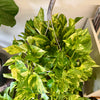 8”HB Churchill Gold Pothos