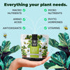 Fiddle Leaf Treats