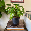 8” Philodendron Burle Marx