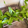 4" Hoya Pubicalyx Splash