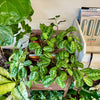 4” Maranta Black Mustache