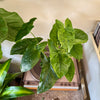 4" Sygnonium Mojito