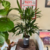 6” Rhapis Palm