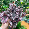 5” Begonia Rex ‘Cumbia’