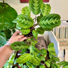 4” Maranta Black Mustache
