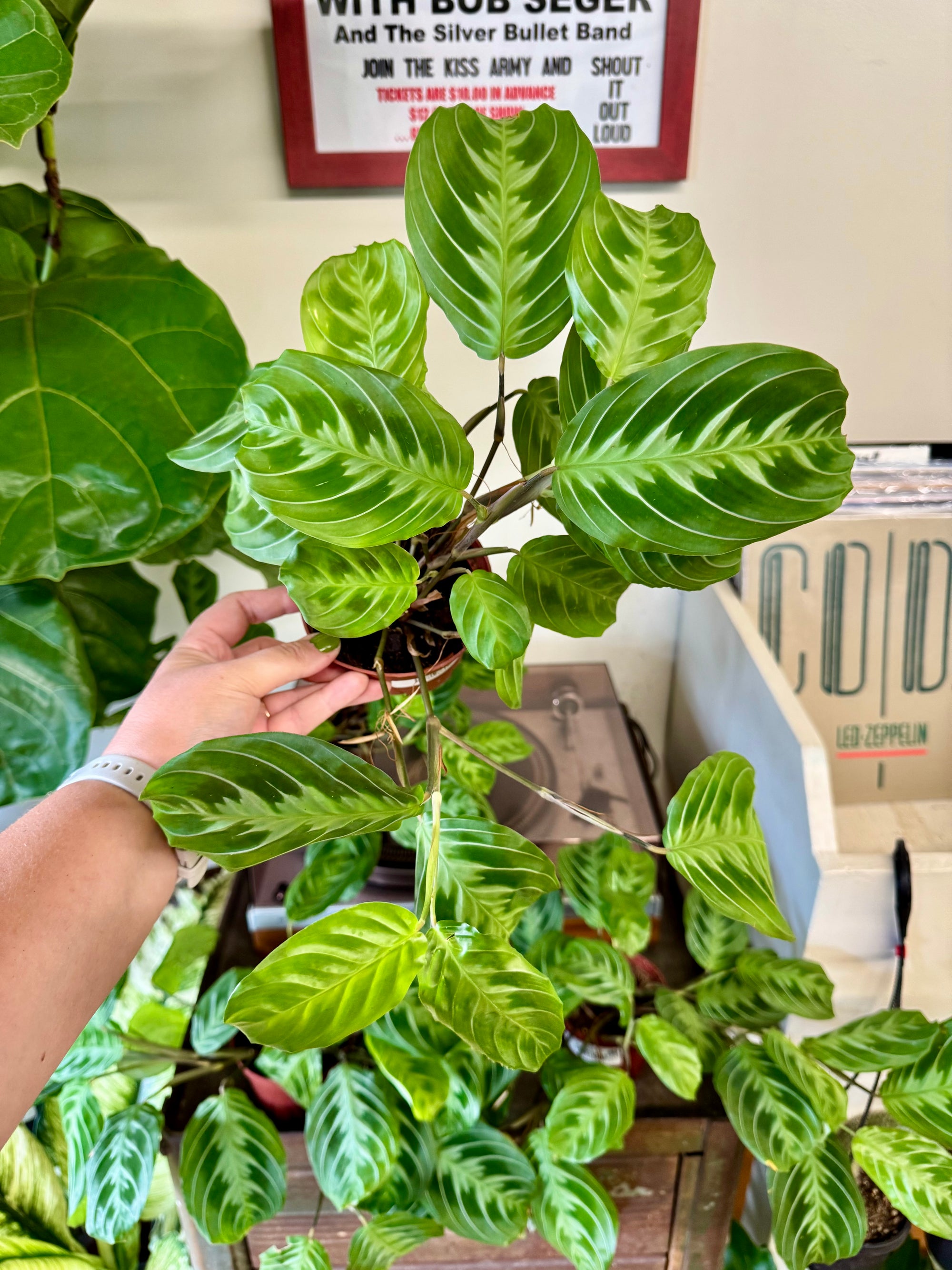 4” Maranta Black Mustache