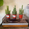 2.5” Fairytail Castle Cactus