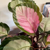 6” Calathea Rosy (Pale)