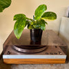 4” Philodendron 'Green Congo Nuclear' Variegated