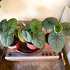 4” Alocasia Melo