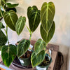 4” Philodendron Melanochrysum