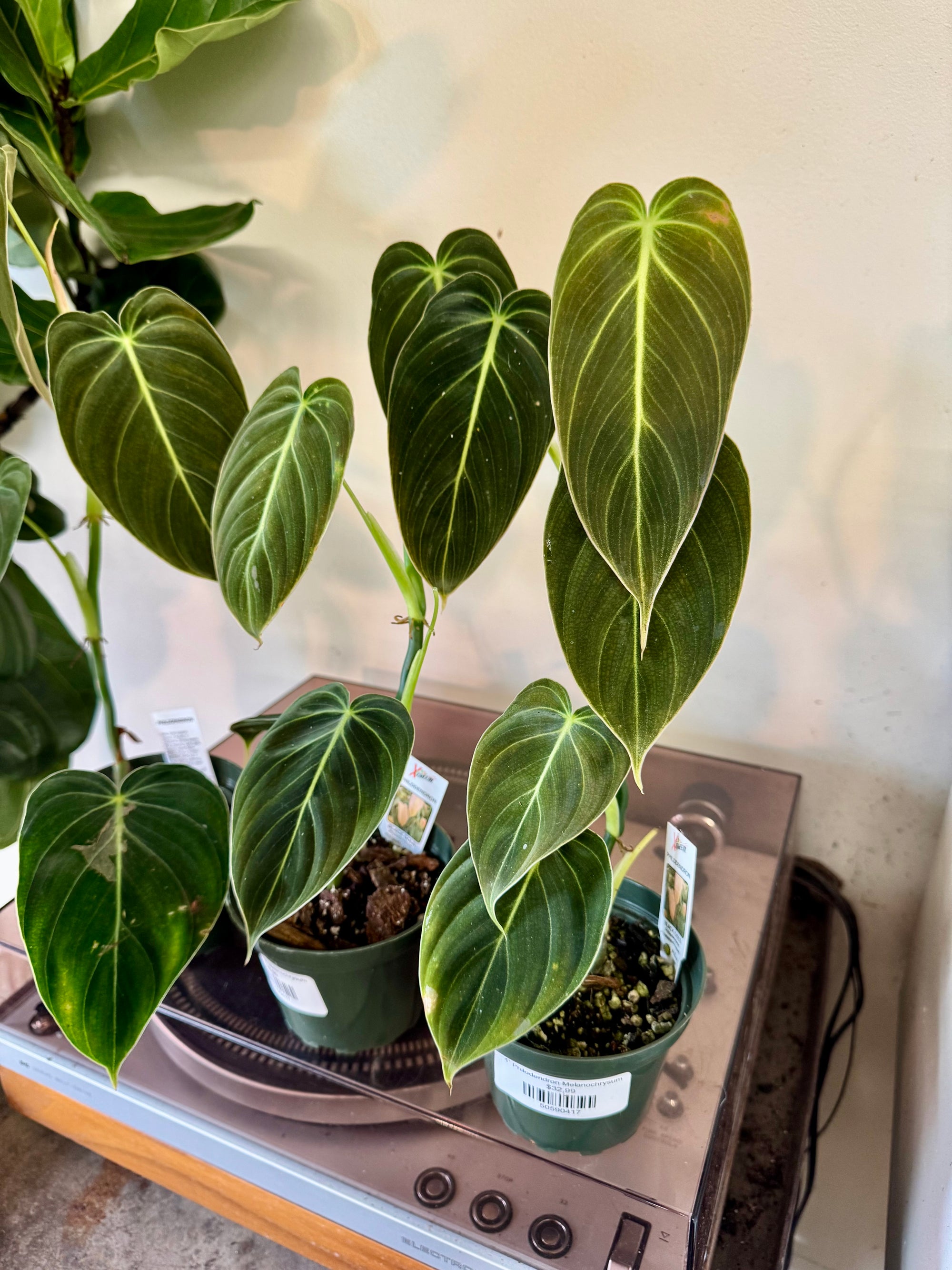 4” Philodendron Melanochrysum