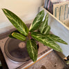 3” Stromanthe Magic Star