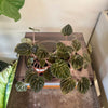 4" Peperomia Ripple ‘Dark Beauty’