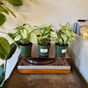 4” Syngonium Holly M