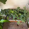 4” Scindapsus Argyeaus