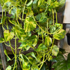 8”HB Churchill Gold Pothos